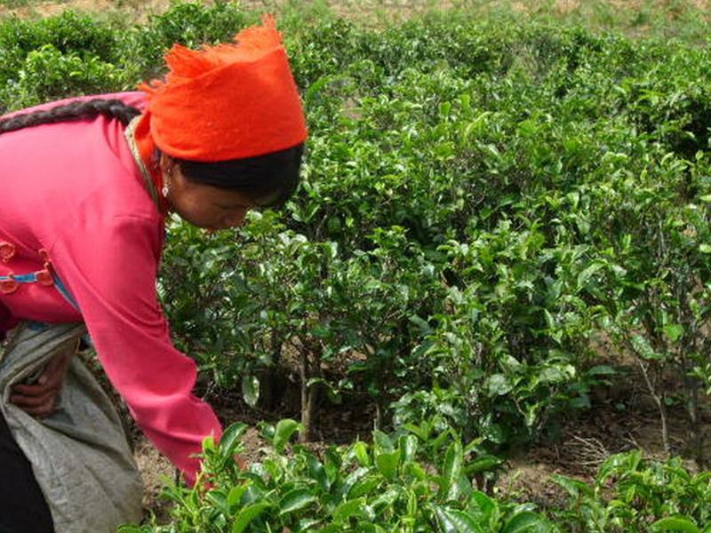 茶葉種植