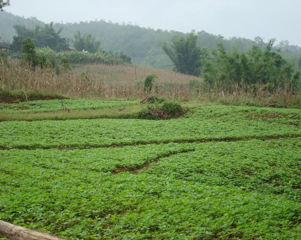 黃豆種植園