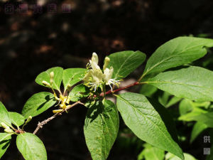 毛連菜（原亞種）