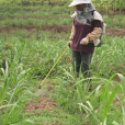 除草劑(herbicide)