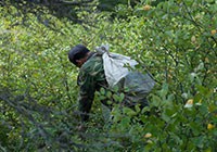 野生手工藍莓乾