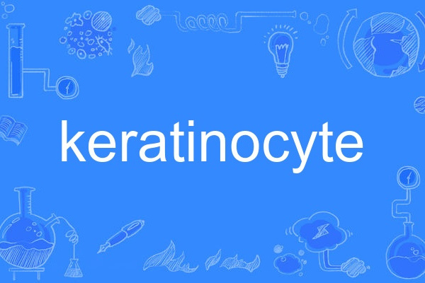 keratinocyte