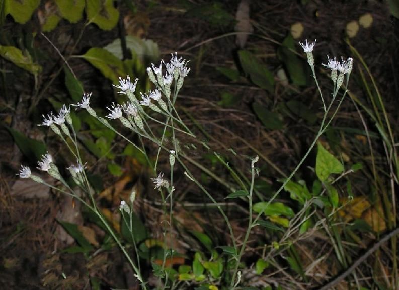 絹毛風毛菊