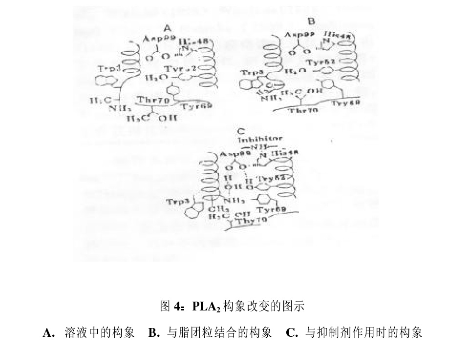 眼鏡蛇毒磷脂酶構象