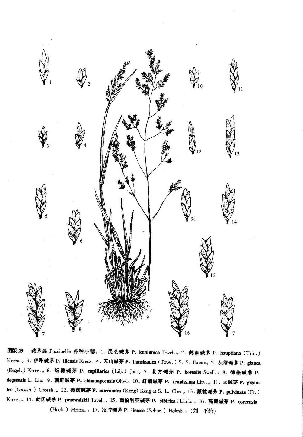 高麗鹼茅