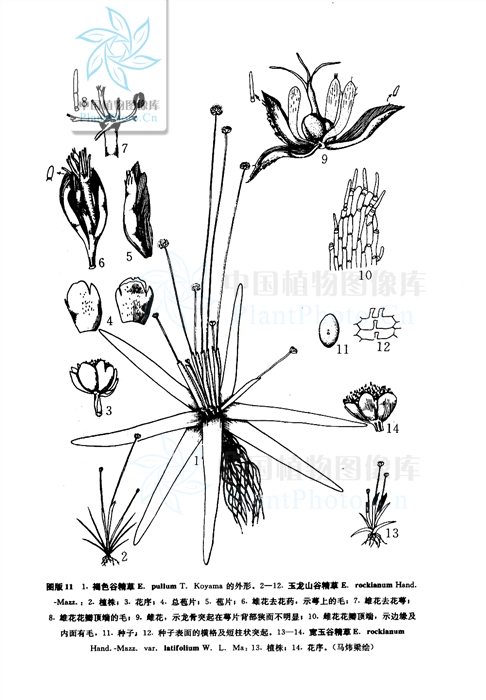 寬玉谷精草（變種）