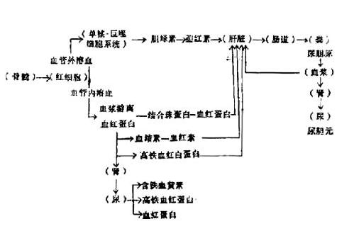 遺傳性橢圓形紅細胞增多症