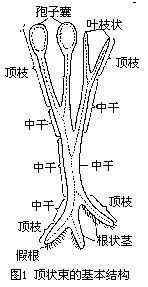 頂狀束的基本結構