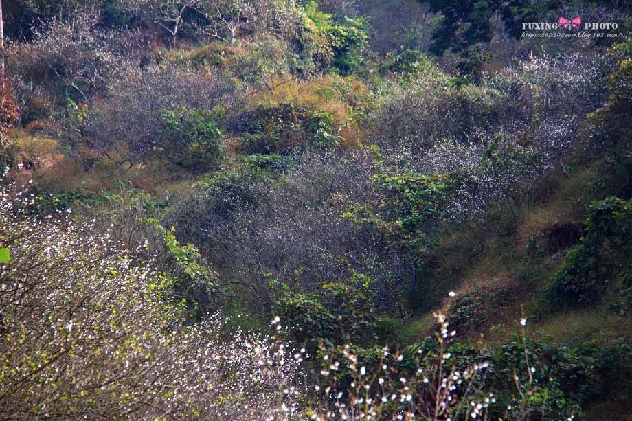 曹田村(湖北省武漢市新洲區下轄村)