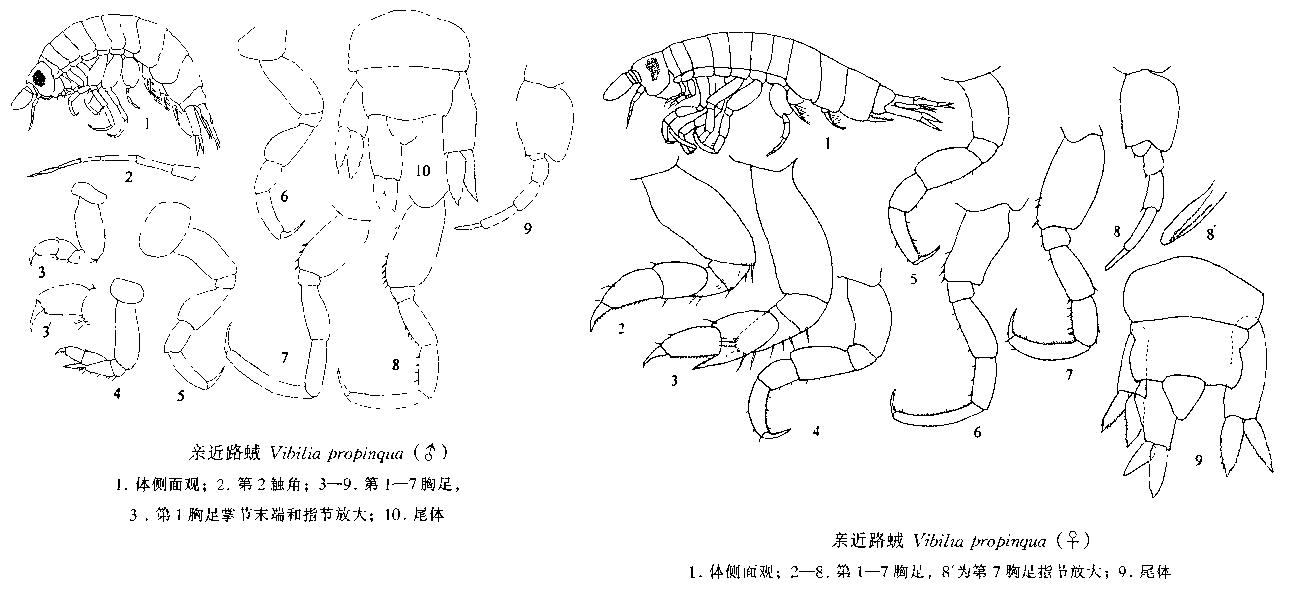 親近路戎