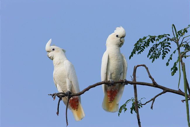 菲律賓鳳頭鸚鵡（圖2）