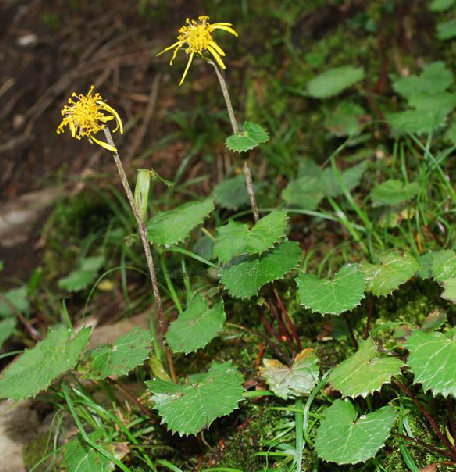 太白小紫菀(阿爾泰多榔菊（中藥）)