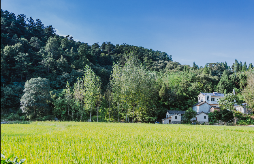 泗店村