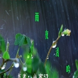 雨夜淺吟