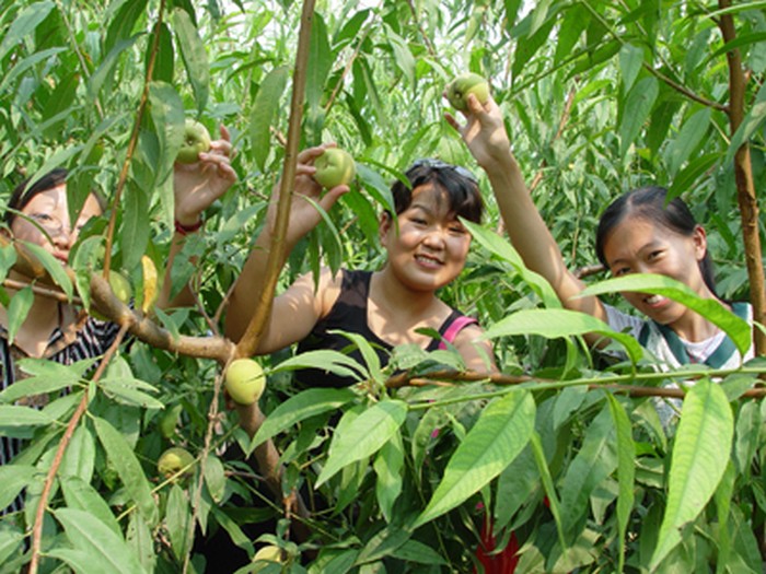 墾利縣果農採收蜜桃