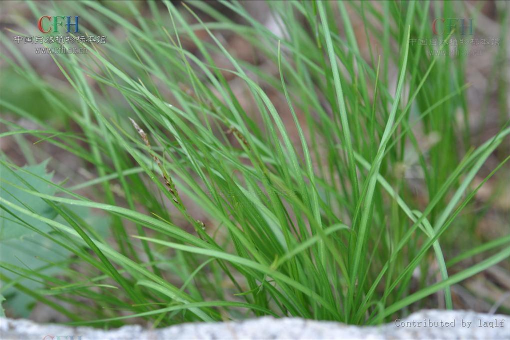 大針薹草