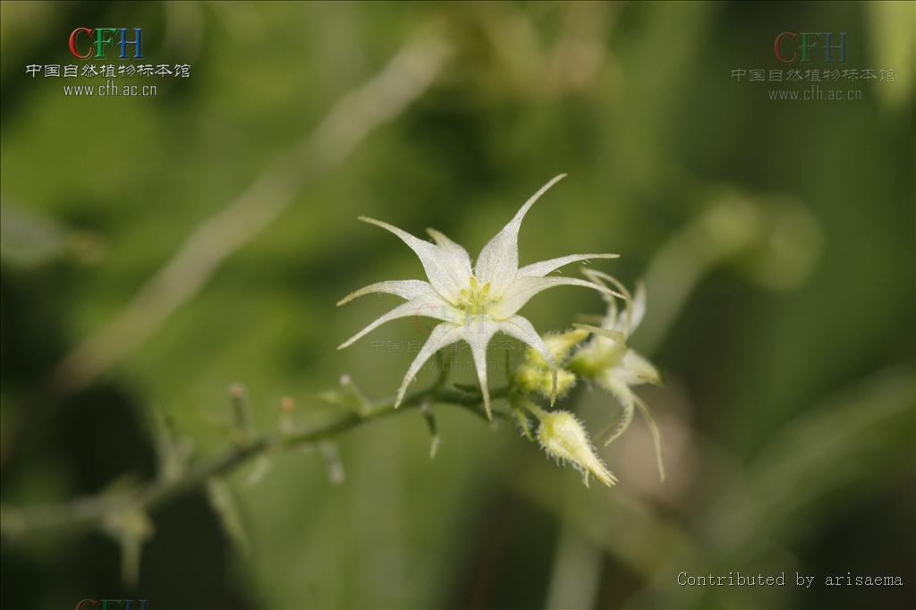 盒子草屬