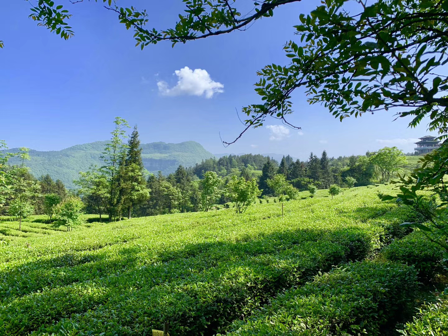 武隆高山茶