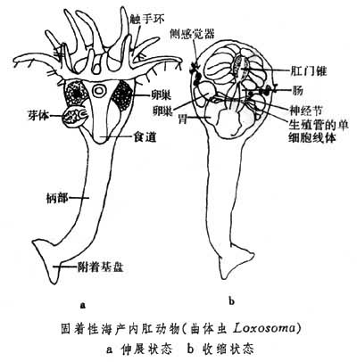 內肛動物