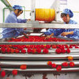 番茄醬生產線