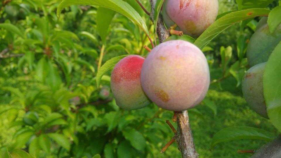 茂縣李