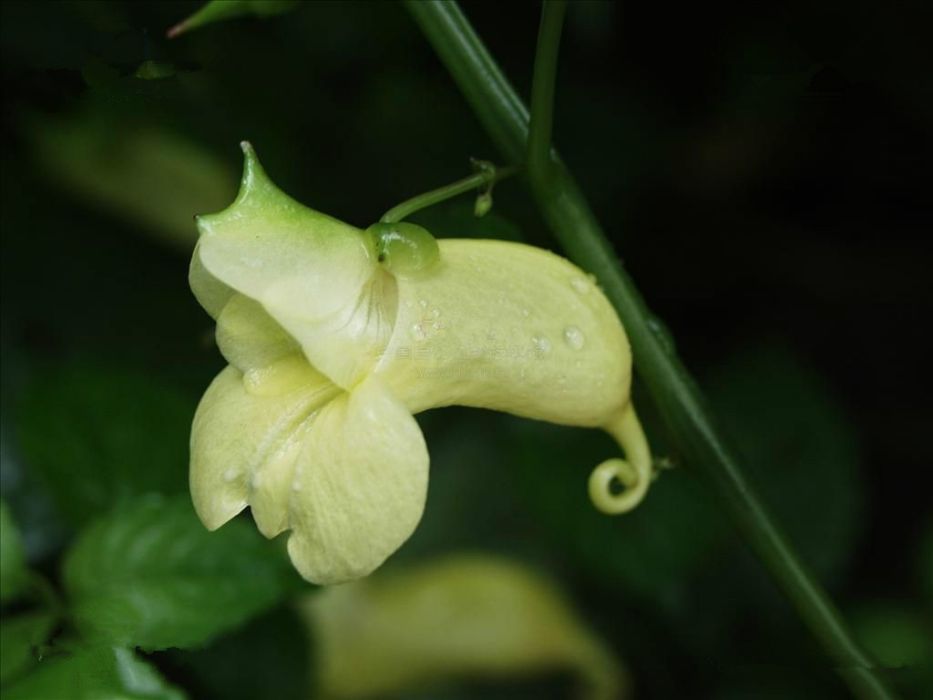 無距總狀鳳仙花