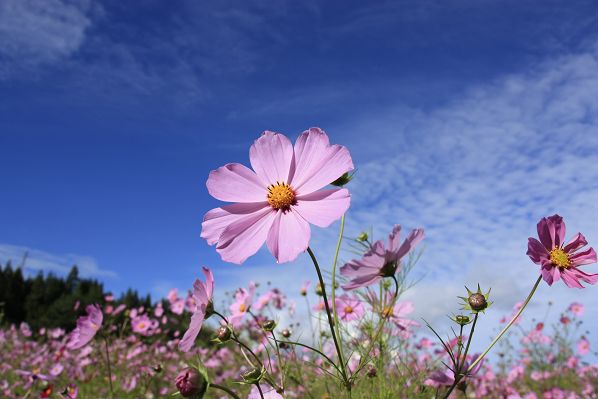 藍波斯菊(COSMOS（高達作品中的政治組織：藍波斯菊）)