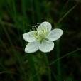 短瓣梅花草(短瓣梅花草（變種）)