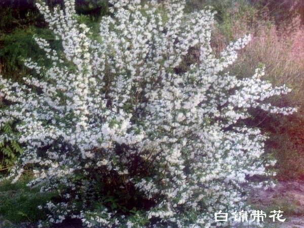 白錦帶花