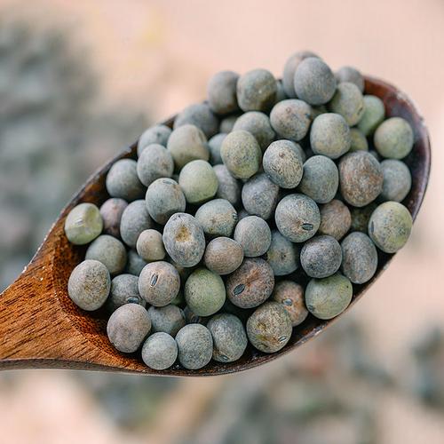 豌豆(豆科豌豆屬植物)