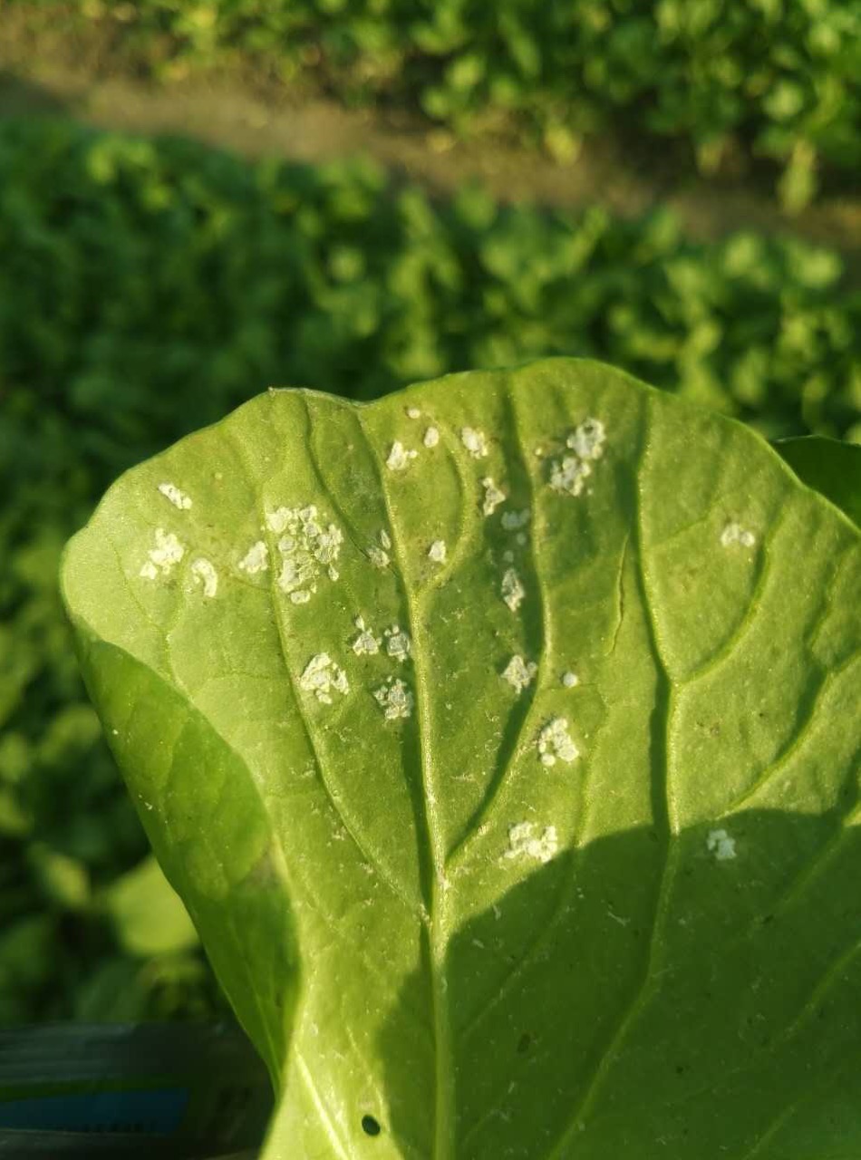 蕹菜(水蕹菜)