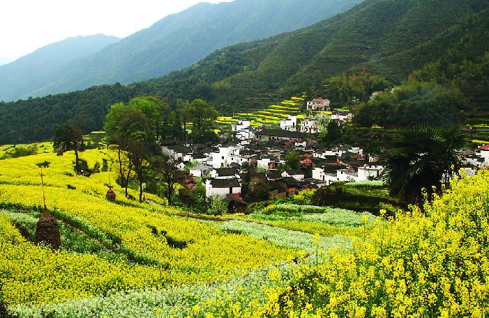 婺源油菜花