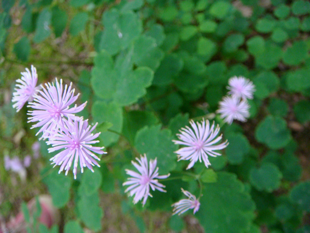 東亞唐松草（變種）