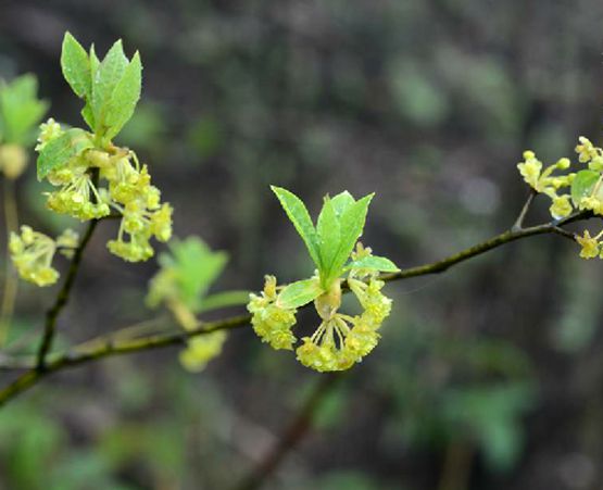 香粉葉