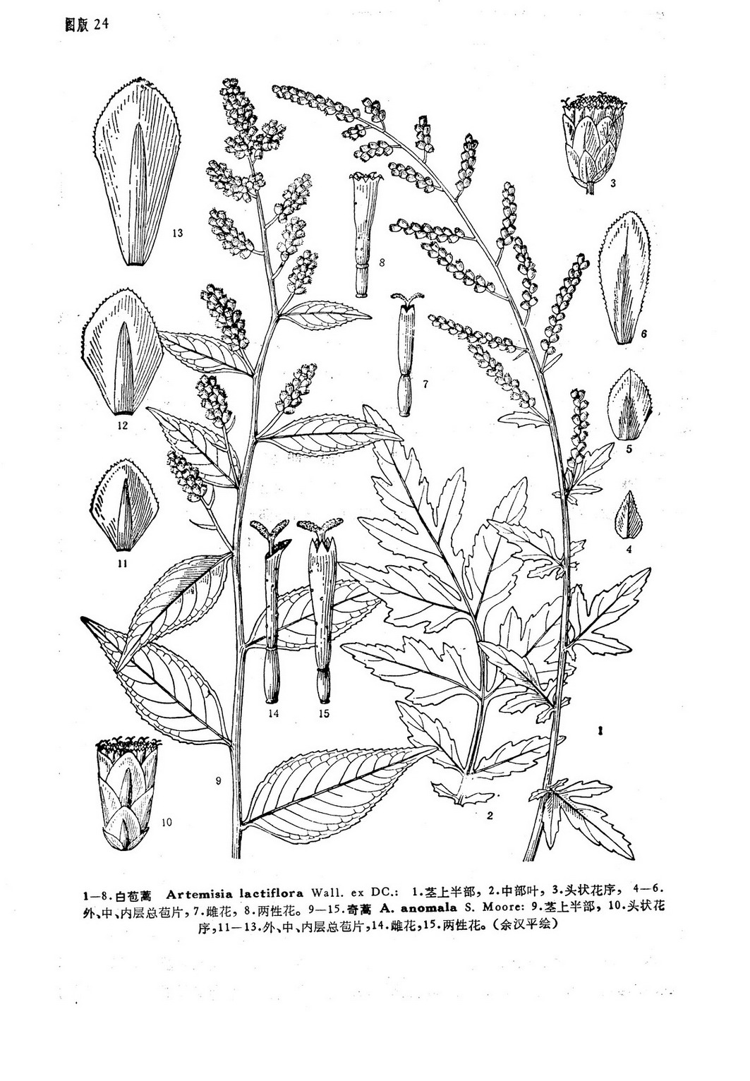 白苞蒿（原變種）