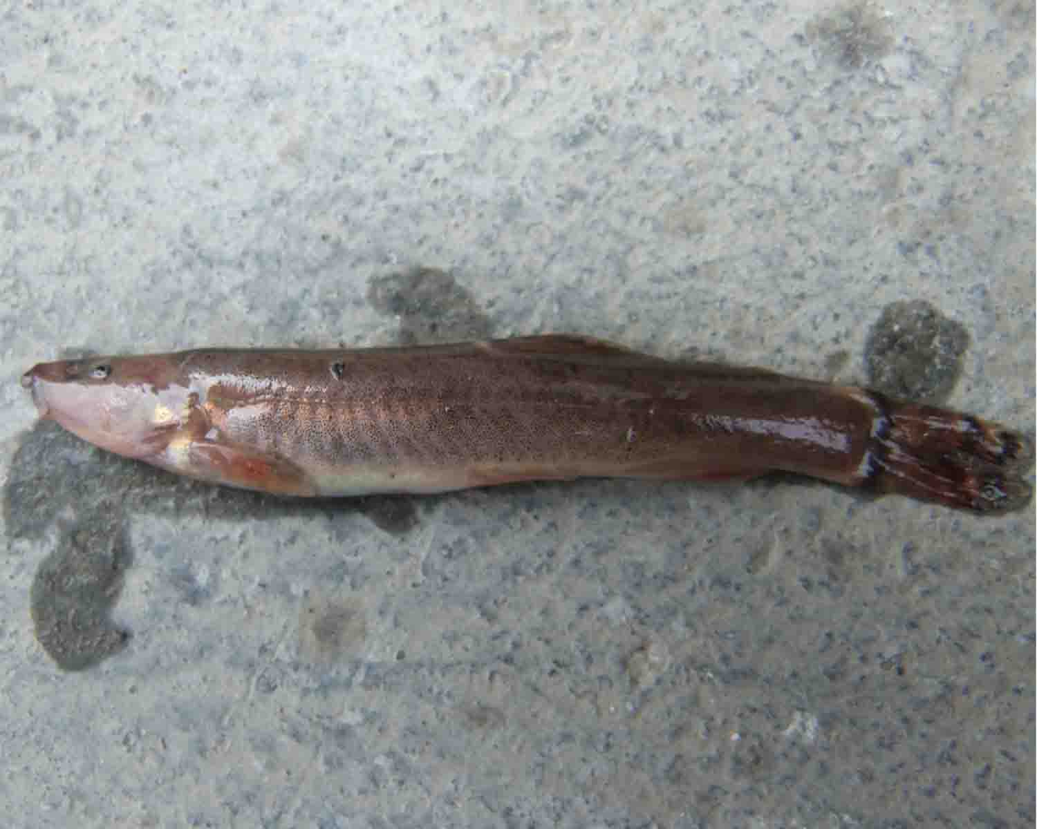 漢水扁尾薄鰍