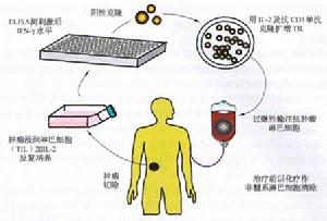 細胞過繼