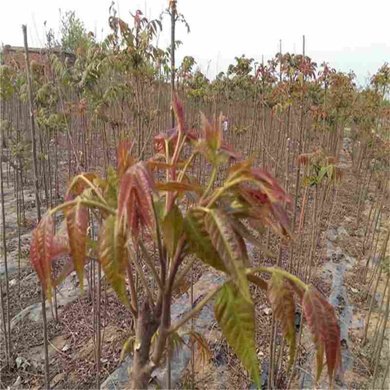 泰山紅香椿