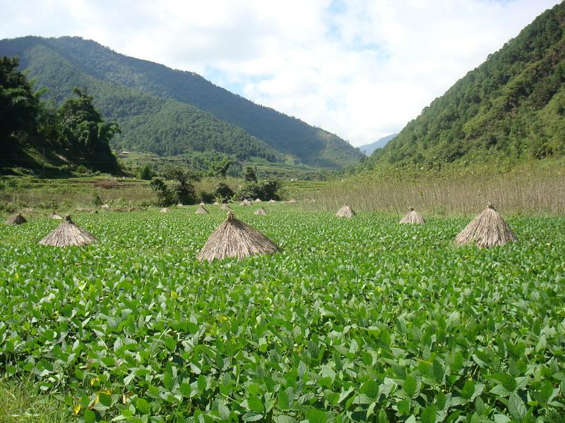 迤大壩自然村