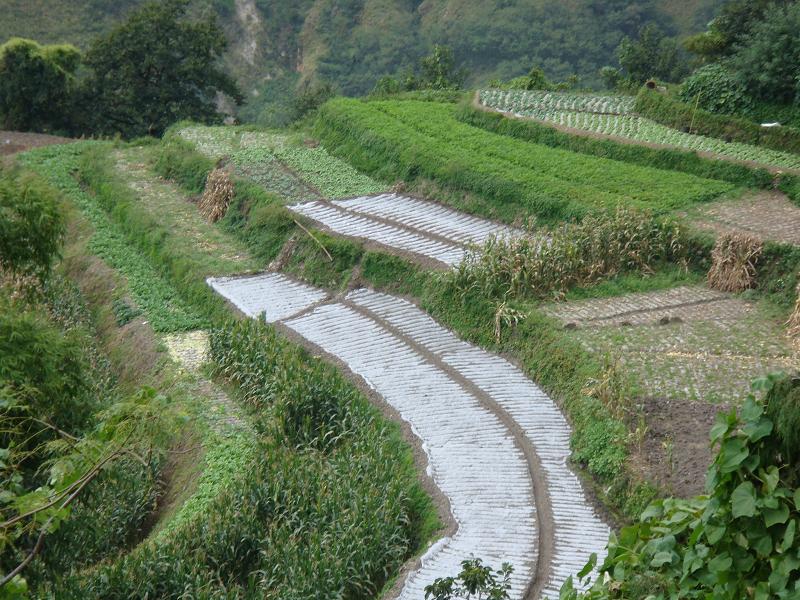 農村經濟