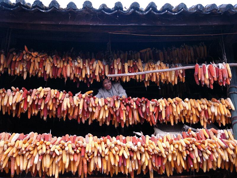 茶家後山村玉米產業