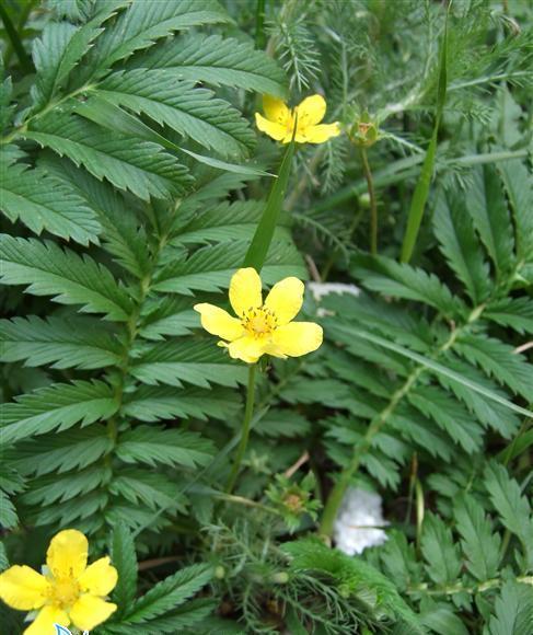 蕨麻草(薔薇科多年生草本植物)