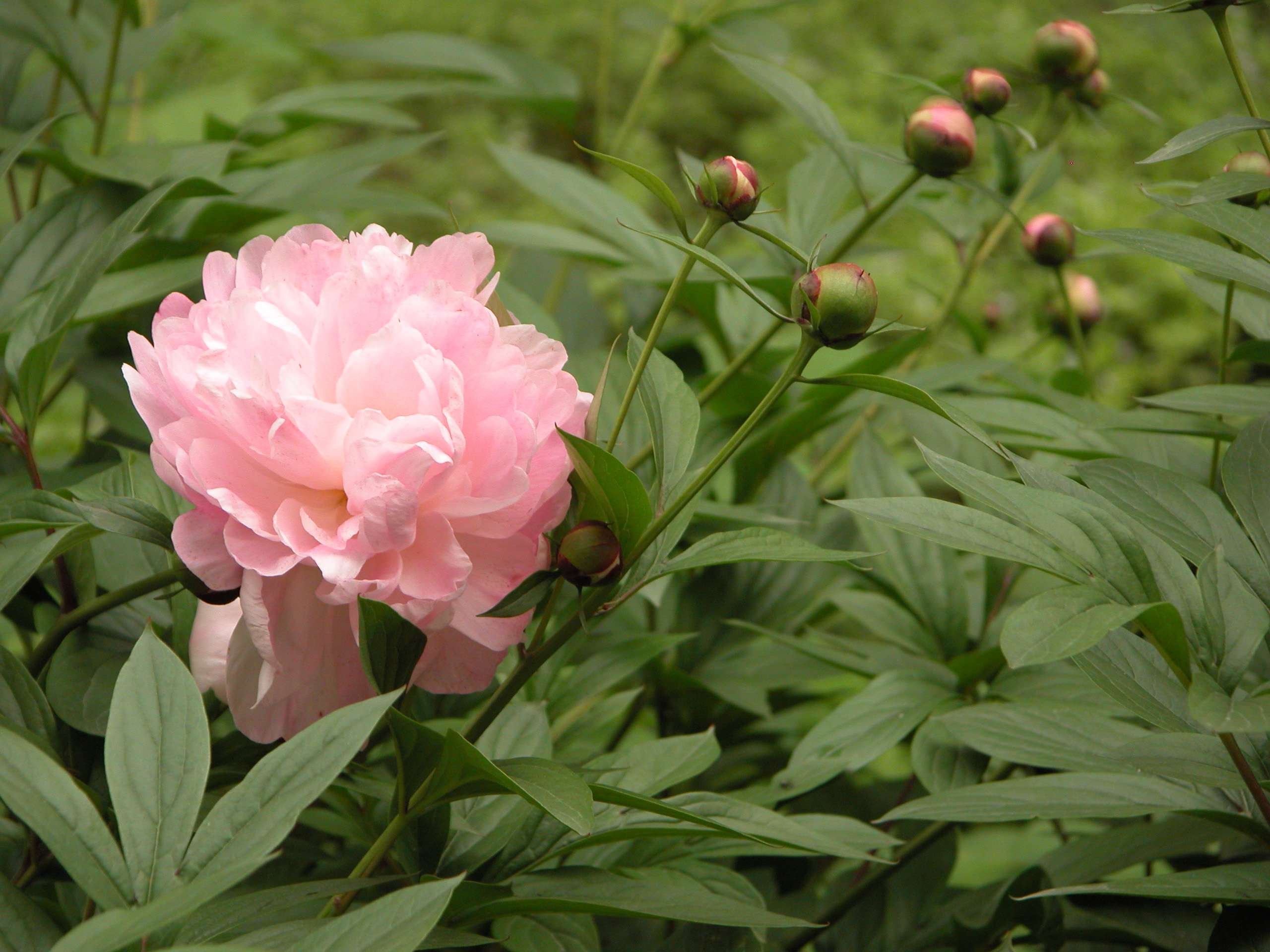 中江白芍