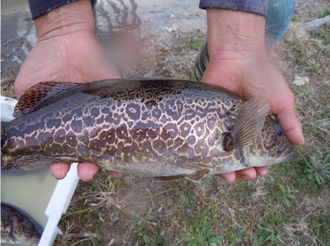 長江安慶段長吻鮠大口鯰鱖魚國家級水產種質資源保護區