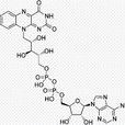 黃素腺嘌呤二核苷酸(fad)