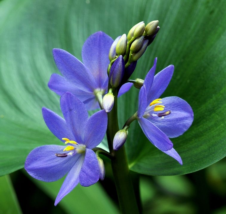 雨久花(雨久花)