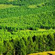 國務院批轉國家林業局關於各地區“十一五”期間年森林採伐限額審核意見的通知