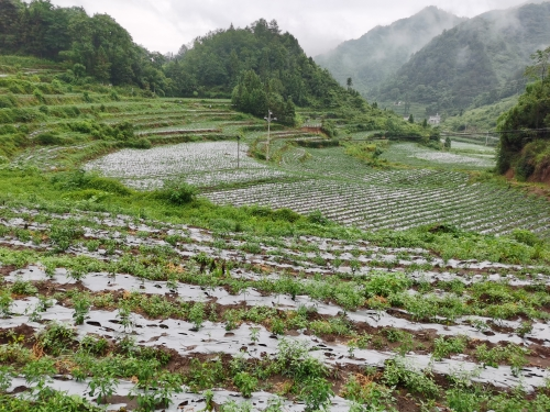 玉龍村