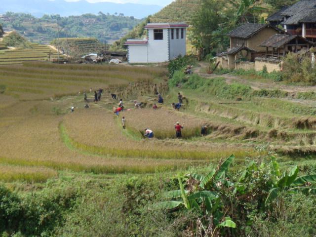 村中田園民居