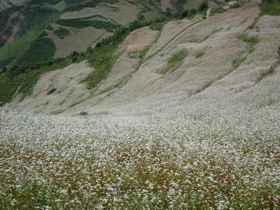 佑雅自然村